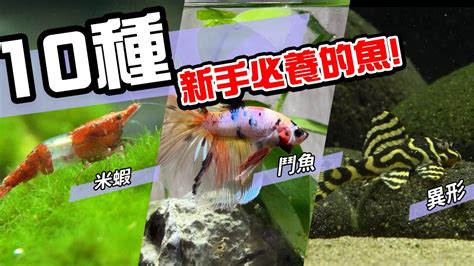 招財小型魚|新手必看：5種易養魚種